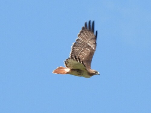 Rotschwanzbussard