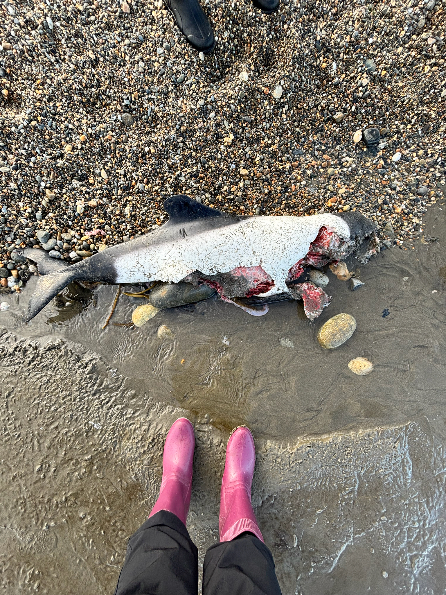 Cephalorhynchus commersonii