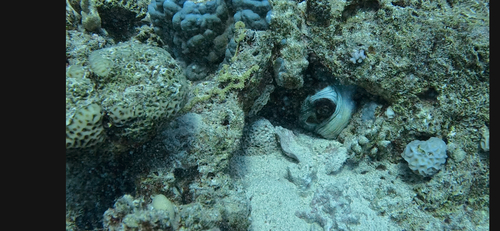 Octopus cyanea