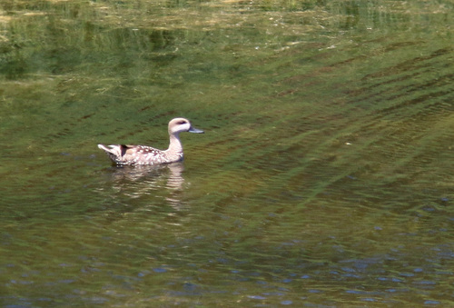 Marbled Duck, Souss - Massa - Draâ, MA, photo 8 of 10