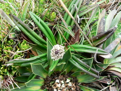 Oritrophium peruvianum