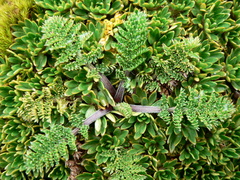 Chaerophyllum andicola