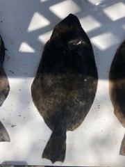 Paralichthys lethostigma