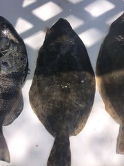 Paralichthys lethostigma