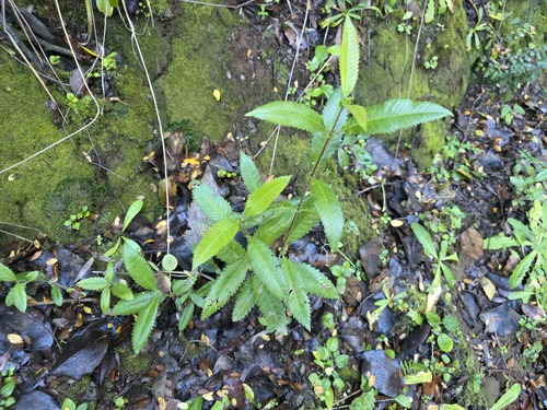 Caldcluvia paniculata, photograph 3