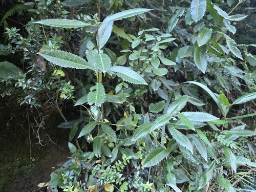Caldcluvia paniculata, photograph 4