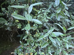 Caldcluvia paniculata, photograph (c) Cesar Ormazabal, some rights reserved (CC BY)