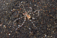 Wunderpus photogenicus