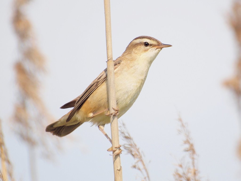 Foto de Sedge Warbler
