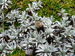 Lucilia kunthiana