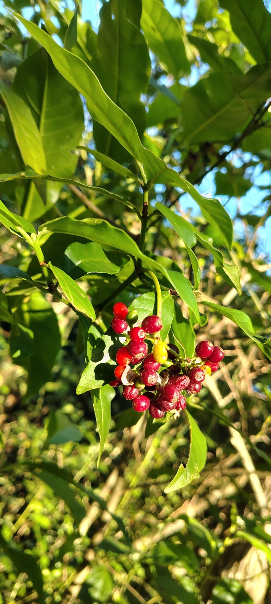 Imagem de Fruta de-sanhaço