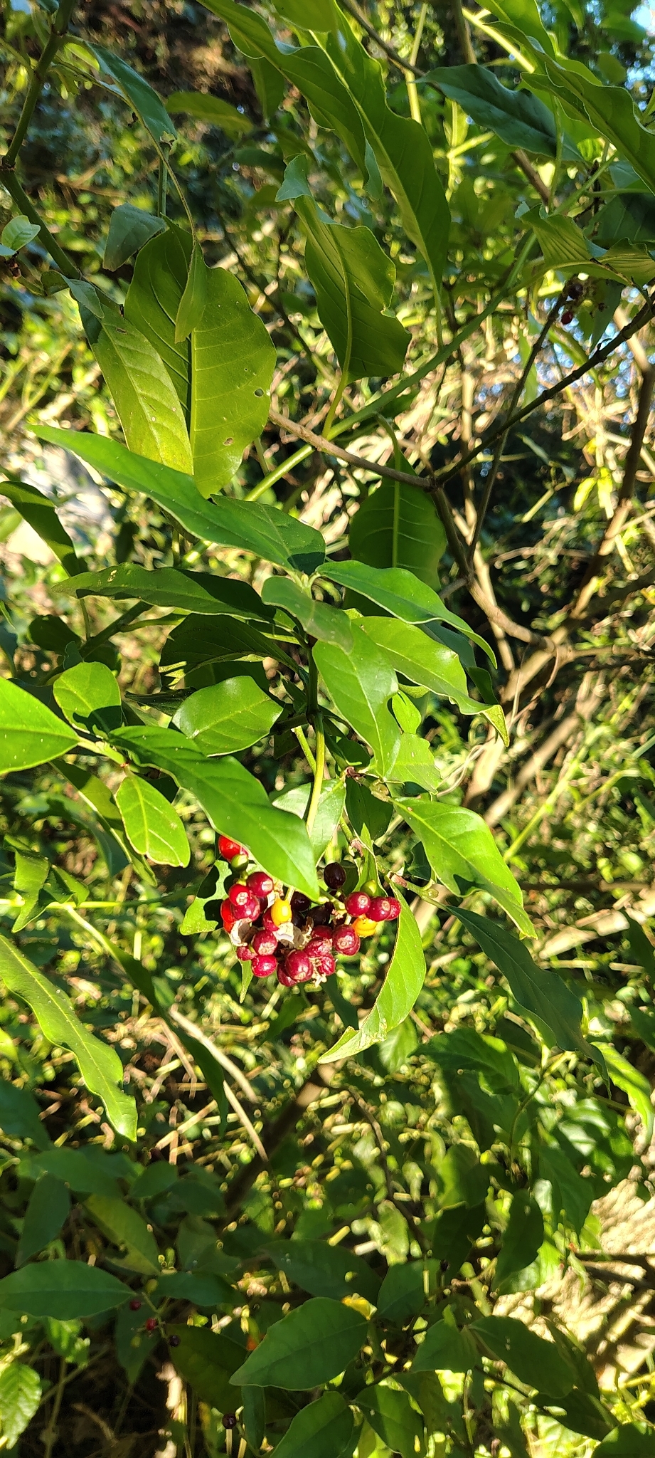 Imagem de Fruta de-sanhaço