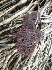 Vertebrata lanosa