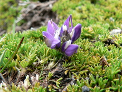 Lupinus microphyllus