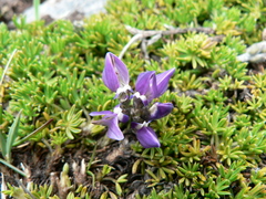 Lupinus microphyllus