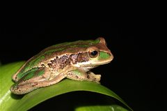 Gastrotheca cuencana