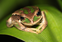 Gastrotheca cuencana