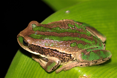 Gastrotheca cuencana