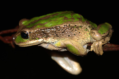 Gastrotheca cuencana