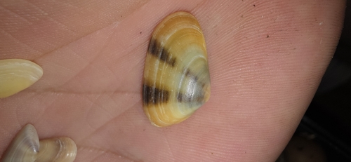 Donacilla cornea