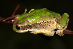 Gastrotheca cuencana