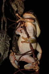 Gastrotheca cuencana