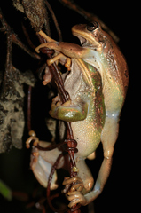 Gastrotheca cuencana