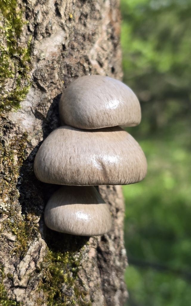 Pleurotus calyptratus · May 2026 · photo: © paulanimigean (iNaturalist, cc-by)