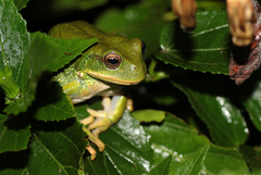 Gastrotheca cuencana