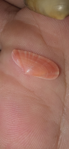 Moerella pulchella