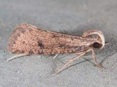 Acrolophus mortipennella