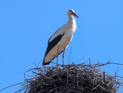 European White Stork