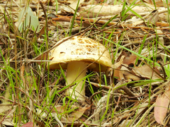 Amanita ochrophylla