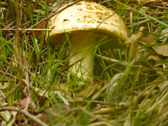 Amanita ochrophylla