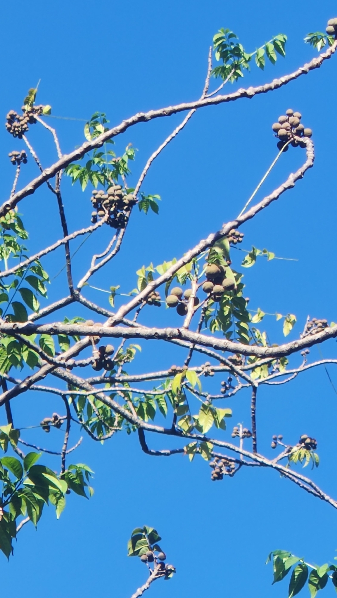 Imagem de Trichilia hirta