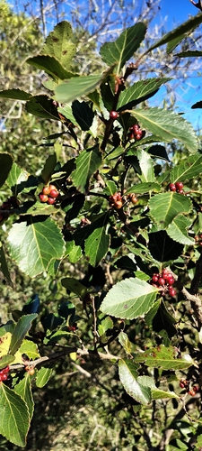 Xylosma venosa, photograph 3