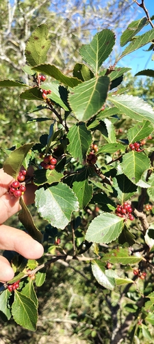 Xylosma venosa, photograph 4