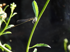 Argentagrion ambiguum