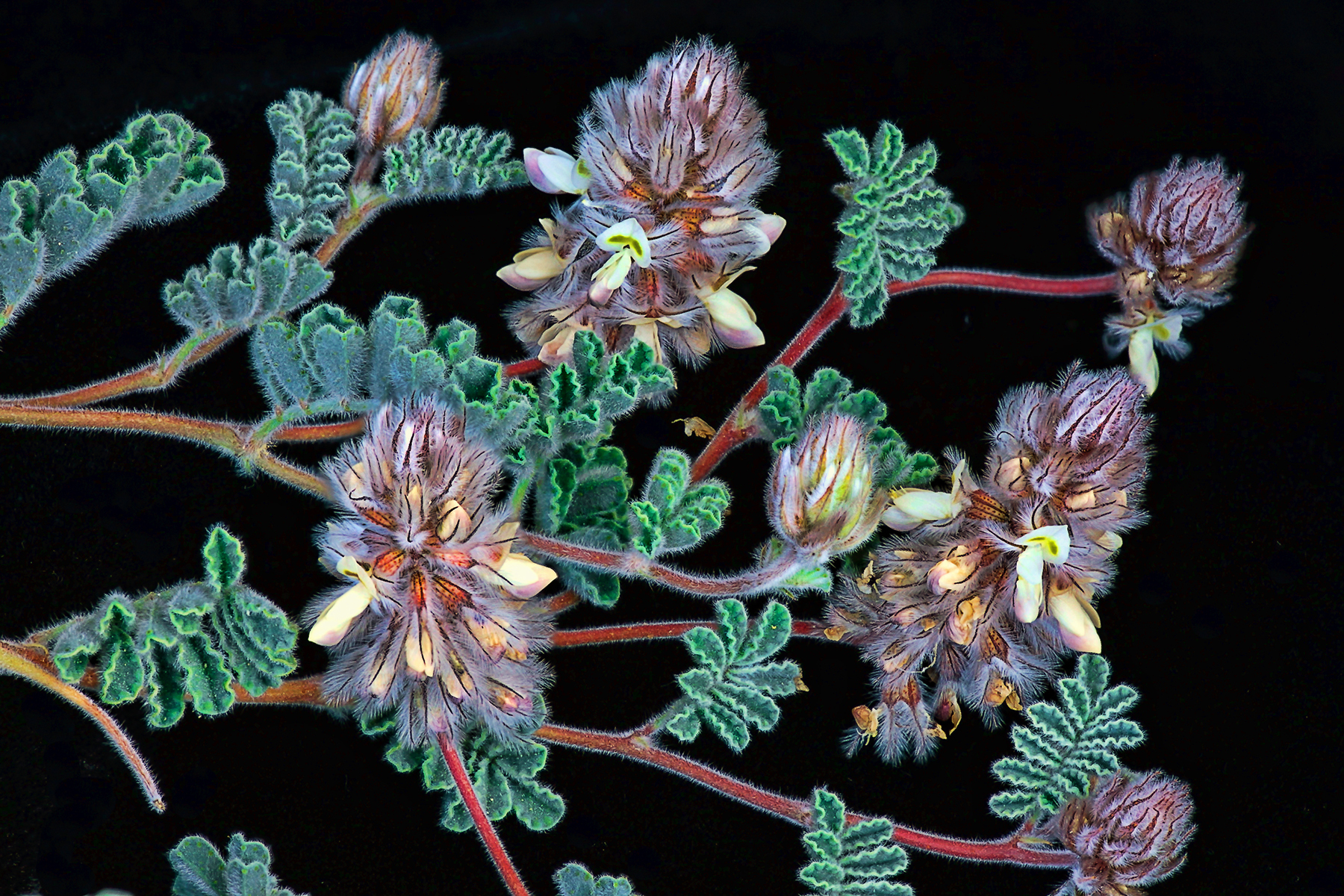 Dalea neomexicana