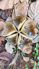 author not stated, no rights reserved Sterculia apetala, photograph author not stated, no rights reserved
