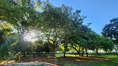 author not stated, no rights reserved Sterculia apetala, photograph author not stated, no rights reserved