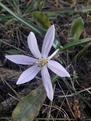Colchicum hungaricum
