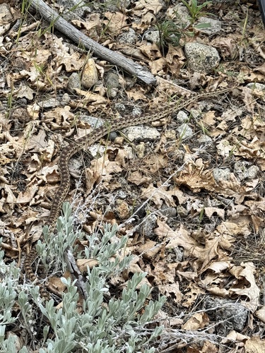 iNaturalist observation photo of Pacific Gopher Snake