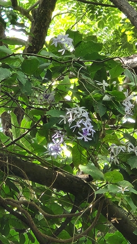Petrea volubilis