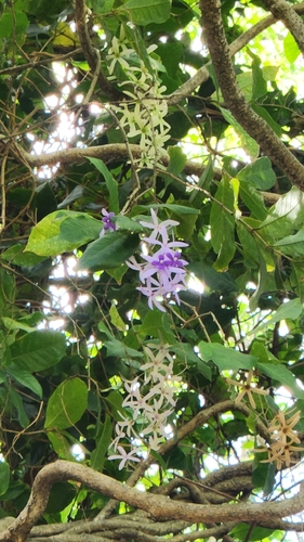 Petrea volubilis