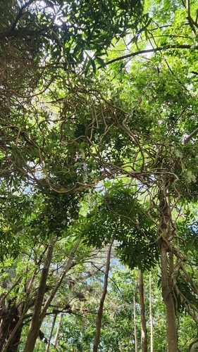 Petrea volubilis