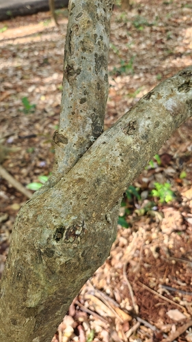 Petrea volubilis