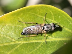 Ozodiceromyia nigrimana
