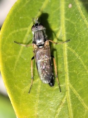 Ozodiceromyia nigrimana