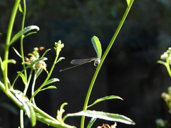 Argentagrion ambiguum